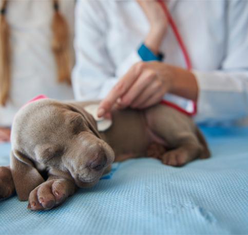 Pet Doctor