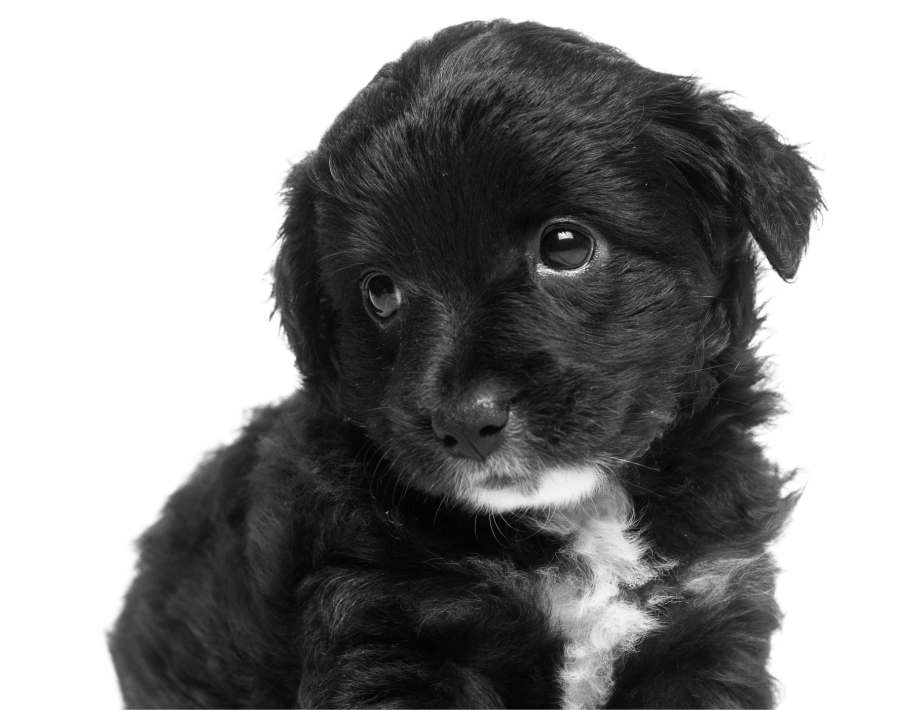 Pet Dogs Image